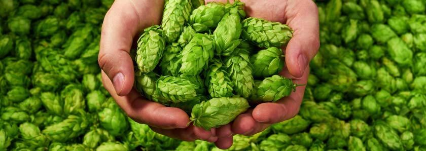 Natural Hop Flavours For Beer – How to Cut Your Hop Costs.